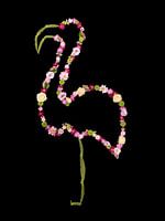 Hello flamingo