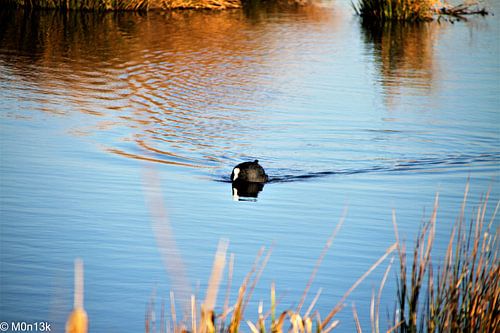 The lonely coot