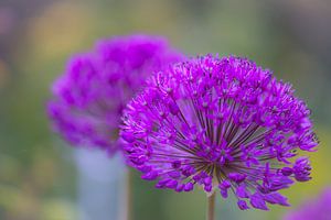 allium