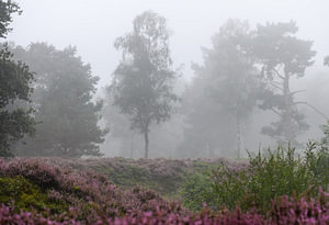 Nebel auf dem Moor