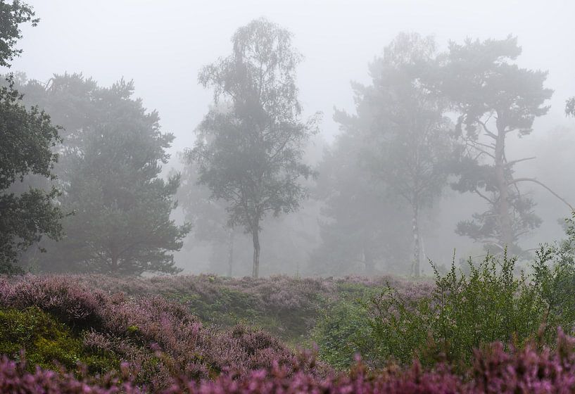 Nebel auf dem Moor von Tania Perneel