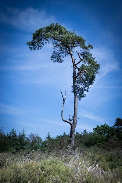 L.O.L. par Impression d'artiste de la nature