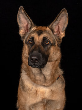 Duitse Herder