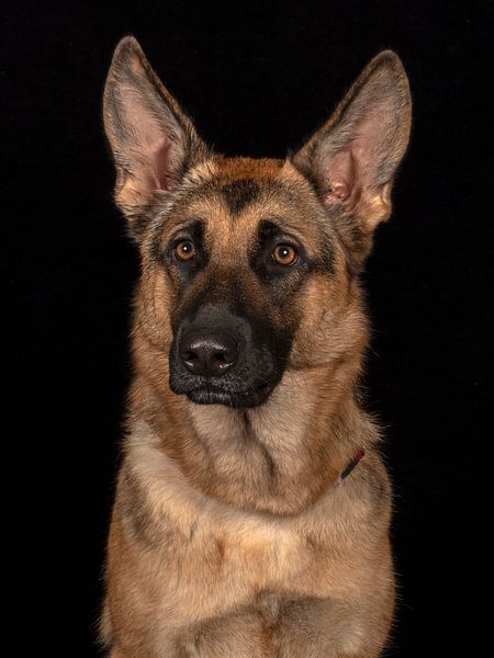 German Shepherd by Tony Wuite