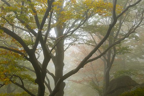 Mystieke herfstsfeer in het bos