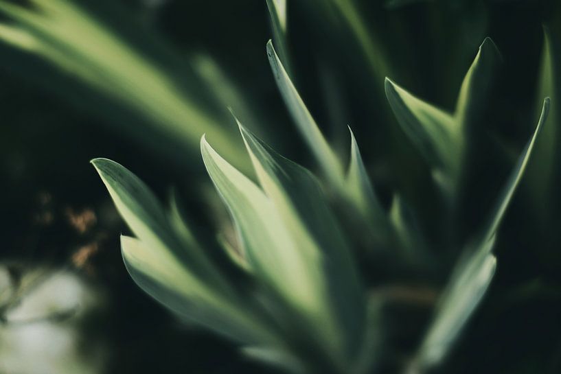 Nahaufnahme Blatt von Walljar