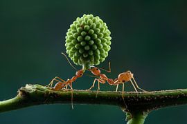 Teamwork by Ema Erkens