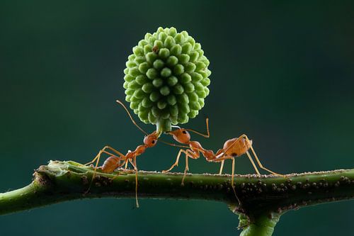 Teamwork by Ema Erkens