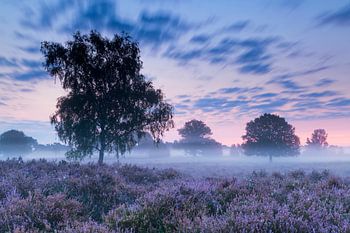 Mist op een paarse Kampina