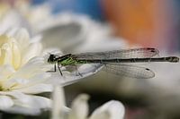 Libelle