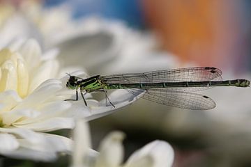 Libelle sur Eveline Habing