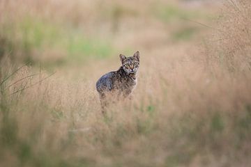 Tabby Cat in the Woods by VIDEOMUNDUM