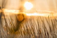 Ein goldener Sonnenuntergang von WeVaFotografie Miniaturansicht