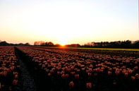 Tulips by Simon E thumbnail