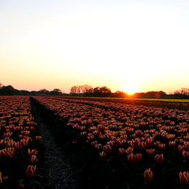 Tulipes sur Simon E