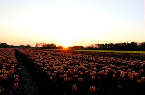 Tulipes sur Simon E