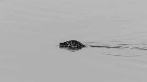 Zeehond zwart/wit (1)
