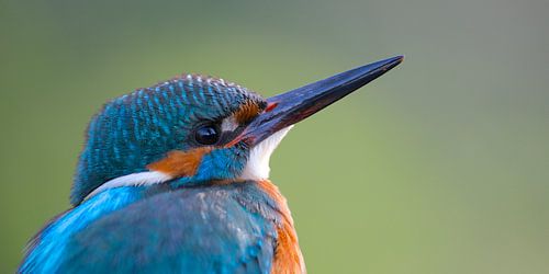 Martin-Pêcheur sur Martins-pêcheurs - Corné van Oosterhout