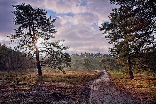 Herbst @ Brunssummerheide