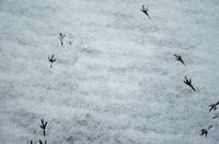 Traces in the snow