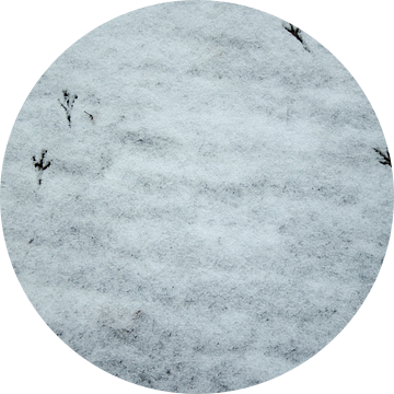 Sporen in de sneeuw van Ron van der Meer