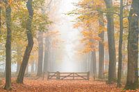 Beech avenue in autumn colours