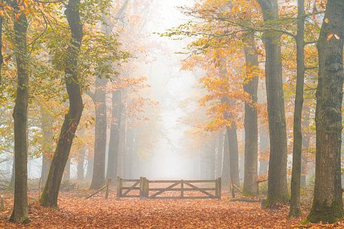 Allée de hêtres aux couleurs de l'automne
