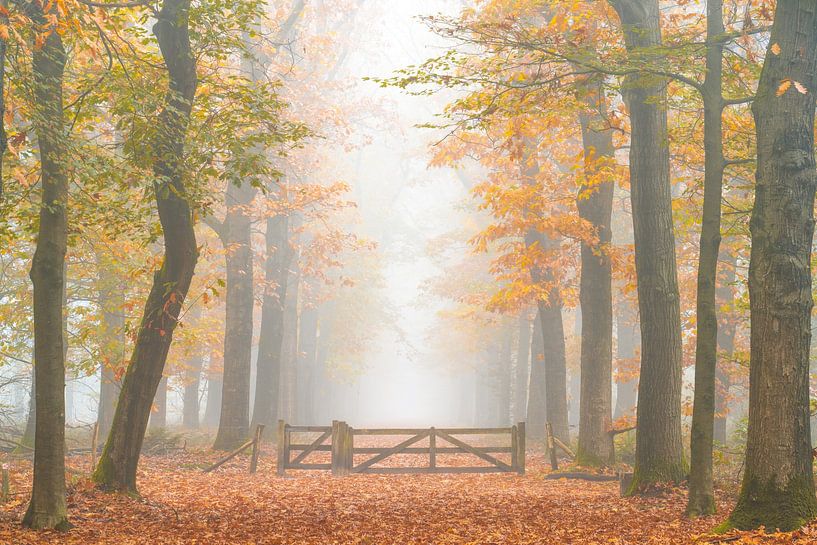 Buchenallee in Herbstfarben von Friso Schinkel