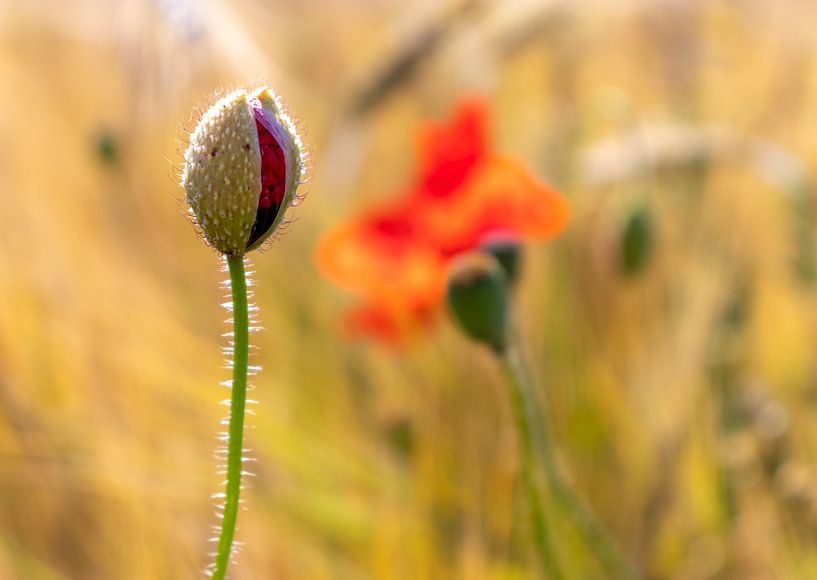 Poppy in bud by Marjolein Albregtse