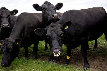 Zwarte koeien en stier van Jaleesa Koelen