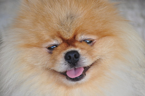 DOGS 14