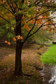 Ein schöner roter japanischer Ahornbaum in Kimitsu, Japan von Anges van der Logt
