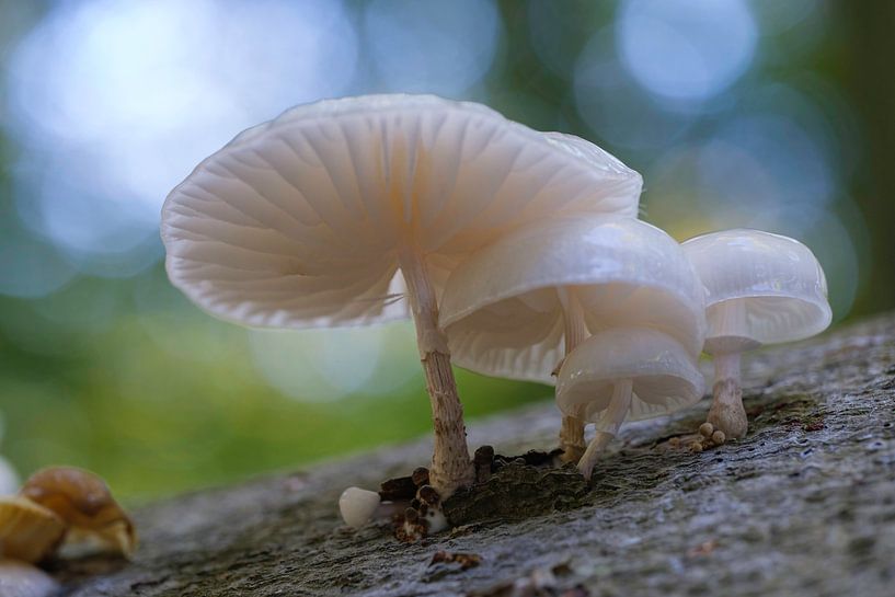 Champignon sur une souche d'arbre par Els F.