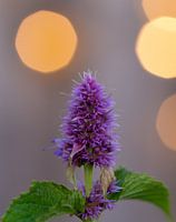 The Liquorice Plant