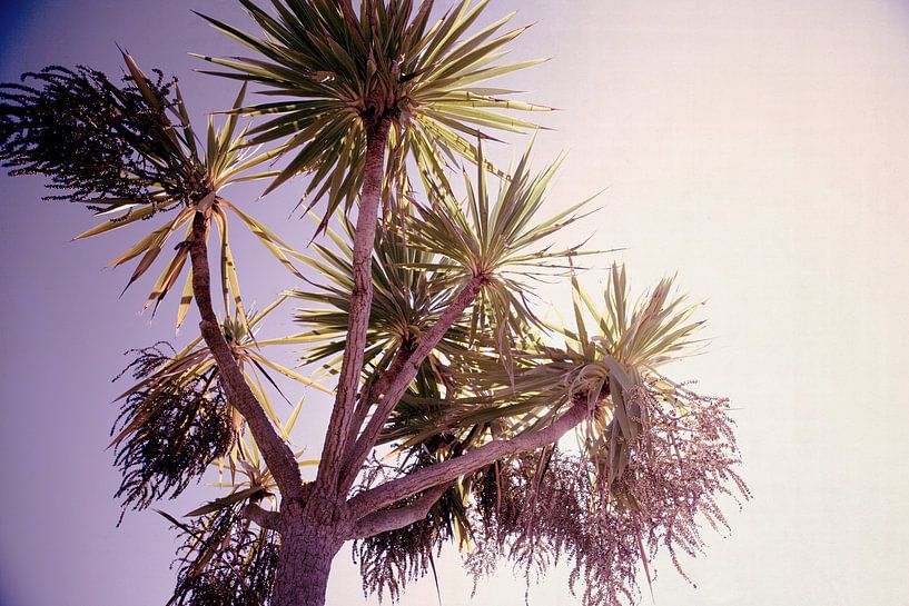 Palmtree von Sam Loman