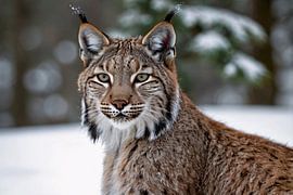 Lynx majestueux dans la neige sur Art & Soul Creations