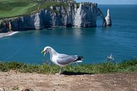 Gull in Etretat