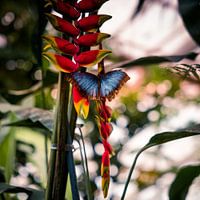 Tropische vlinder in de jungle
