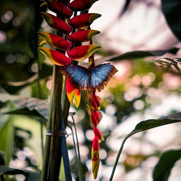 Tropische vlinder in de jungle van Milad Hussin