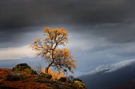 Fjell in Noorwegen in de herfst van Chris Stenger thumbnail