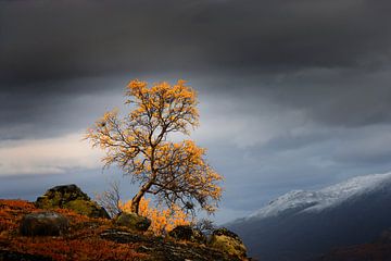 Fjell in Noorwegen in de herfst