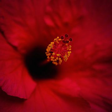 Bloemen van Andre Michaelis