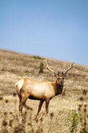 Tule wapiti (Cervus canadensis nannodes) by Dirk Rüter