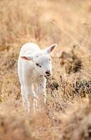 Lente Lammetje