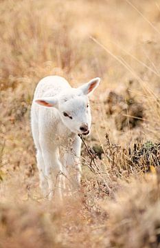 Lente Lammetje van Roosmarijn Bruijns