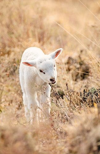 Spring Lamb