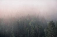 Brouillard sur la forêt de pins par Kimberley Jekel Aperçu