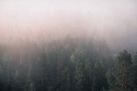 Nebel über dem Kiefernwald