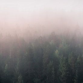Mist over het dennenbos van Kimberley Jekel