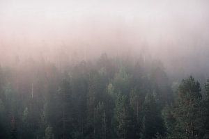 Nebel über dem Kiefernwald